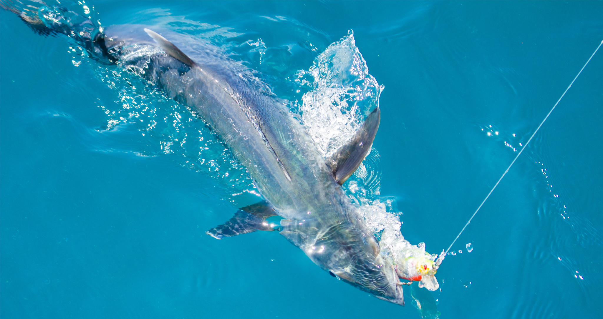 King Mackerel Fishing Miami