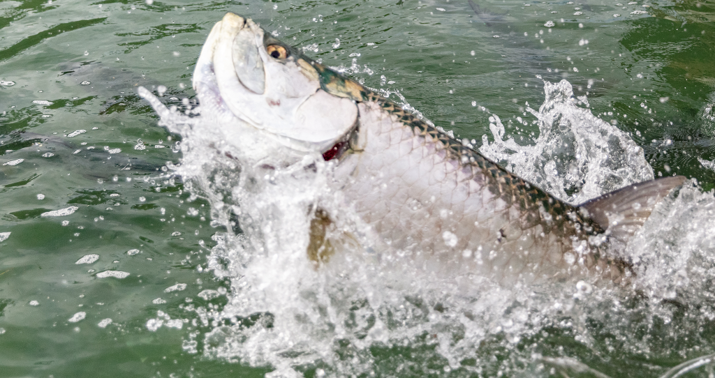 Tarpon Fishing