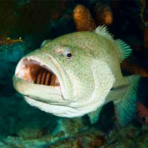 Grouper Fishing